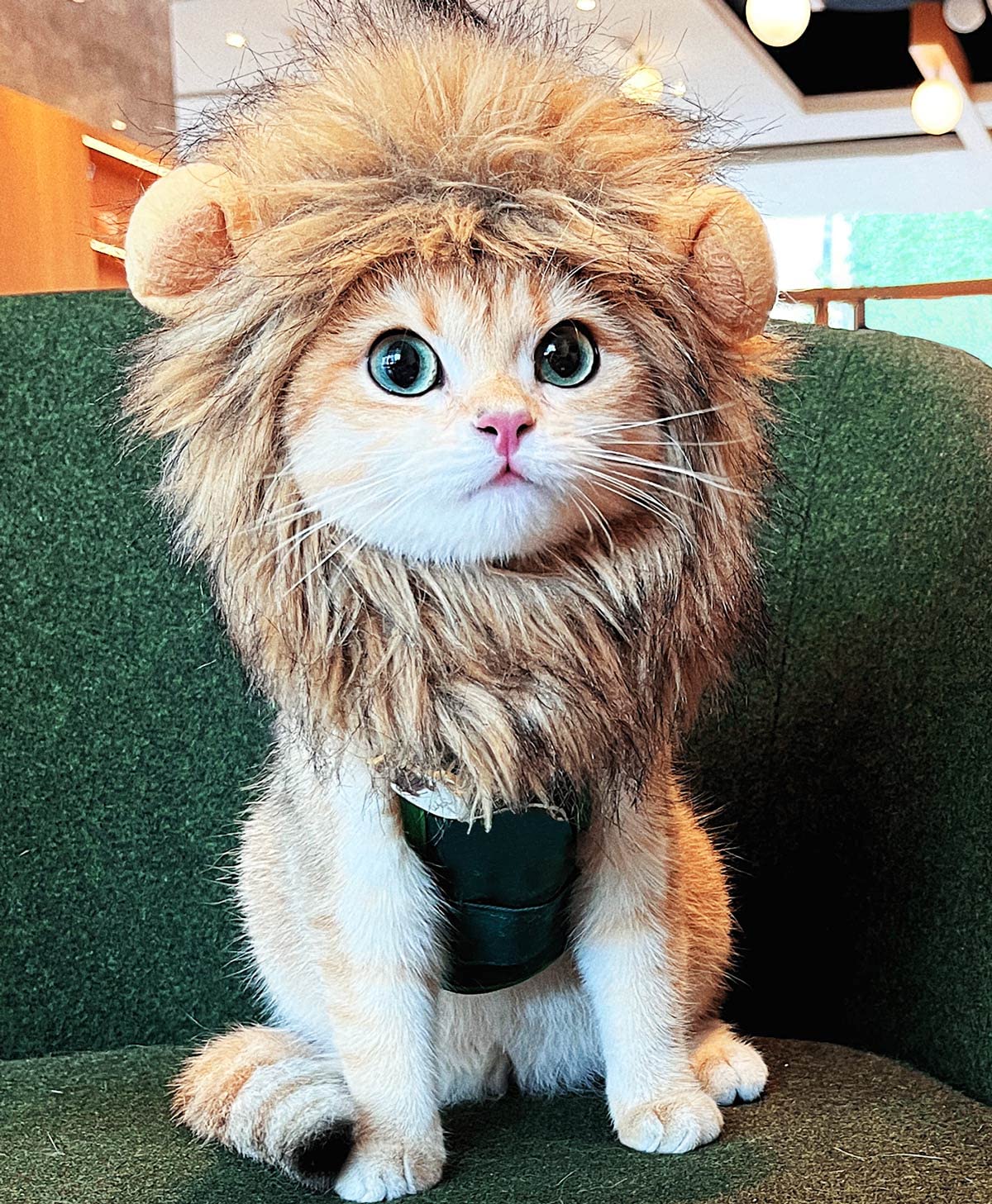 Cute Lion Mane Wig for Cat Costume Pet | ZAKAPOP