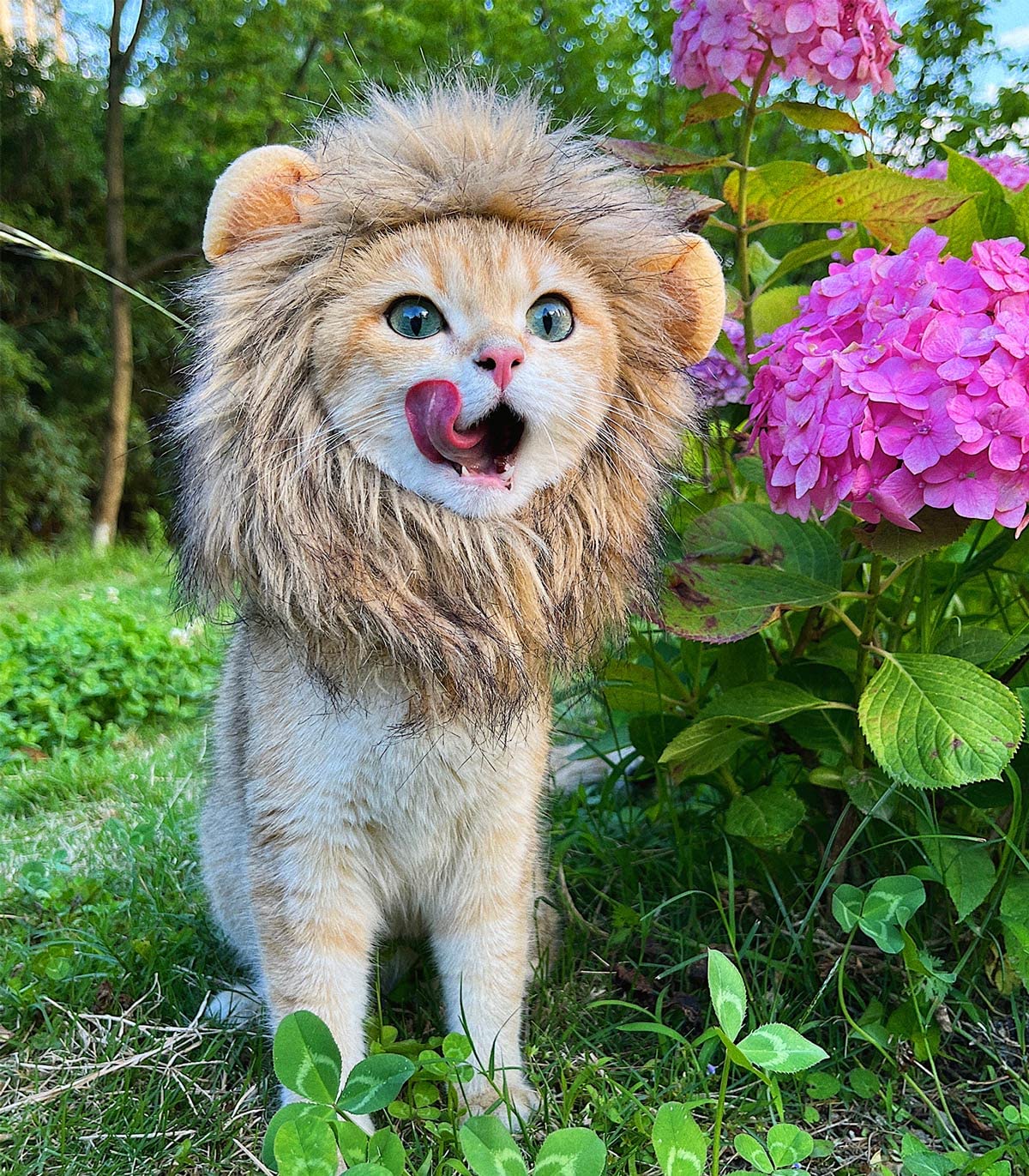 Cute Lion Mane Wig for Cat Costume Pet | ZAKAPOP