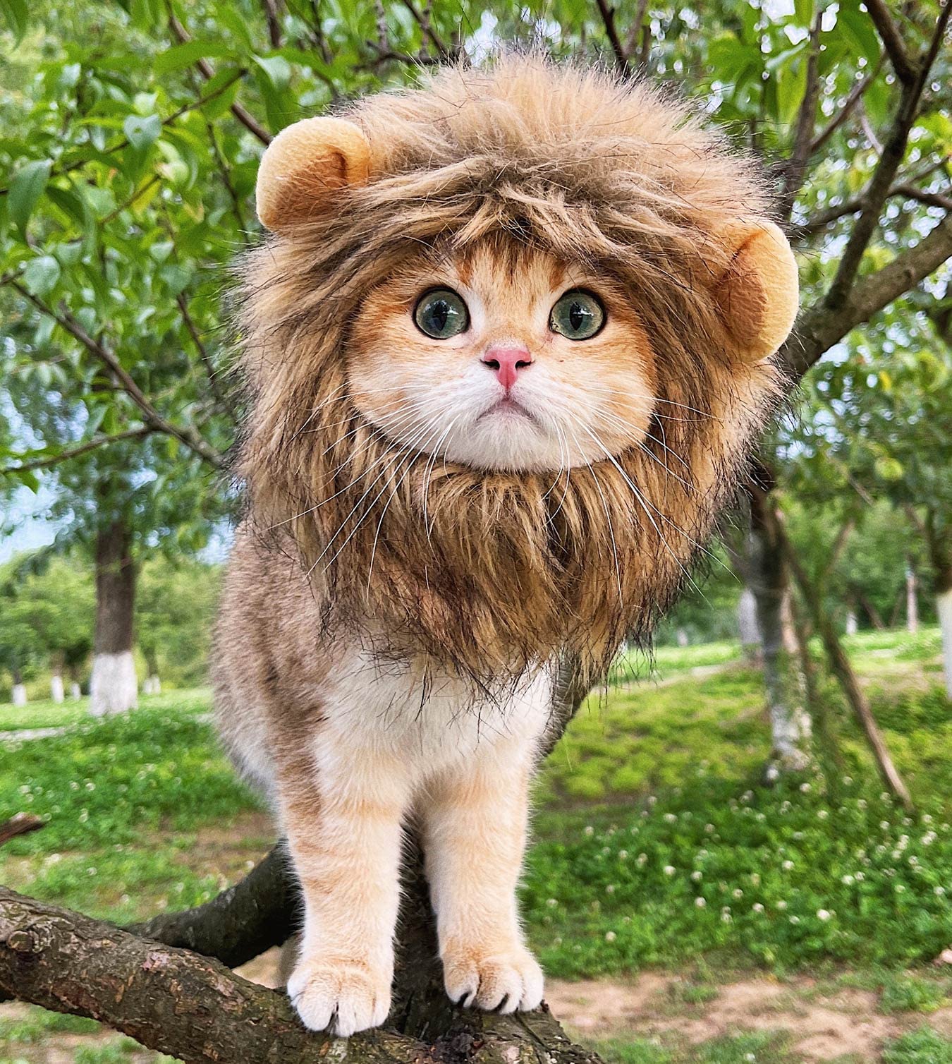 Cute Lion Mane Wig for Cat Costume Pet | ZAKAPOP